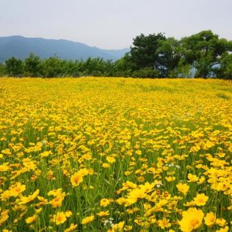 해안야생화공원